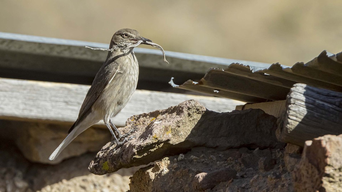 Горный гаучо - ML645154806