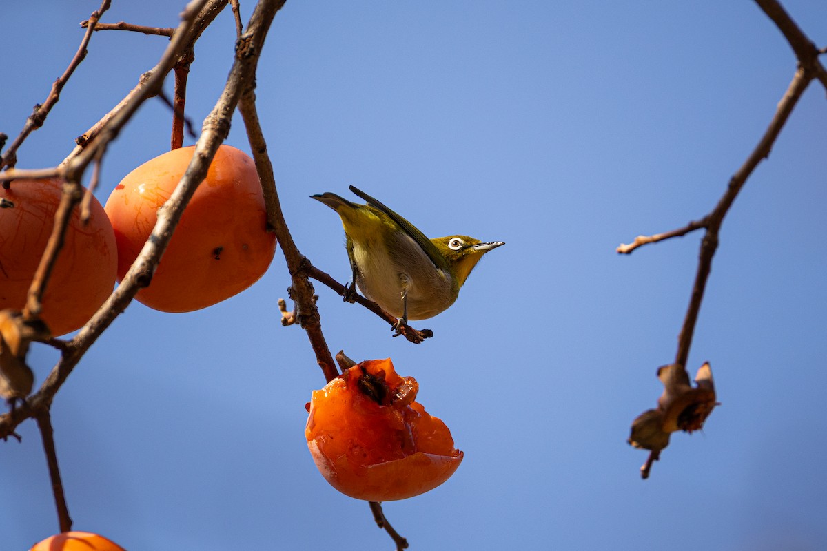 Warbling White-eye - ML645154810