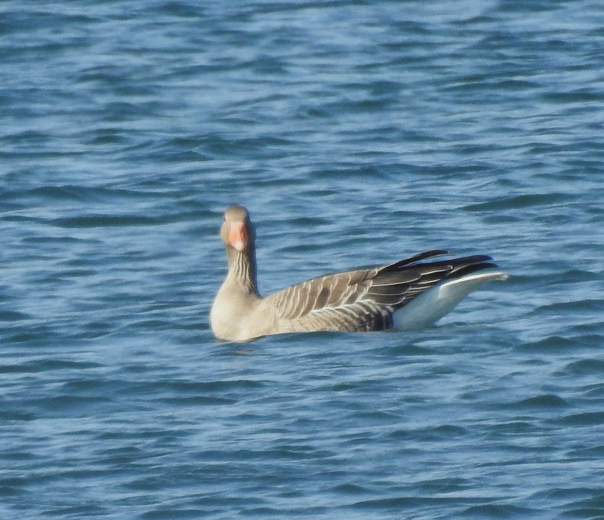 Graylag Goose - ML645154816
