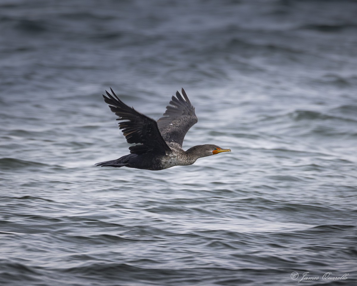 Double-crested Cormorant - ML645154818