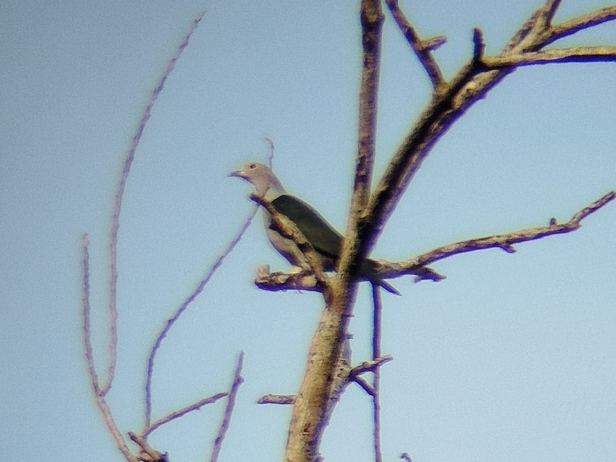 Green Imperial-Pigeon - ML645154819