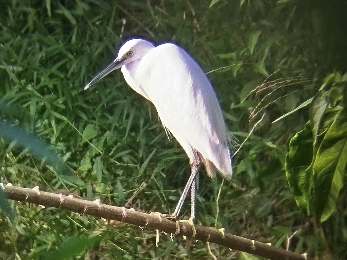 Little Egret - ML645154821