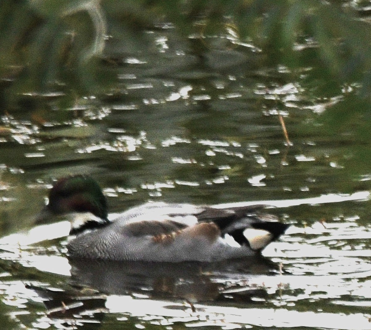 羅文鴨 - ML645154823