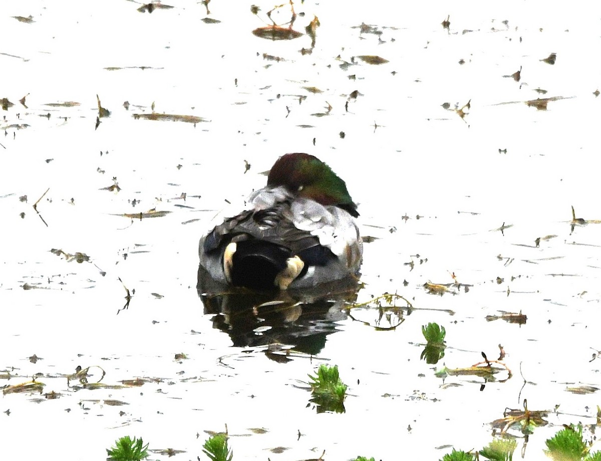 羅文鴨 - ML645154824