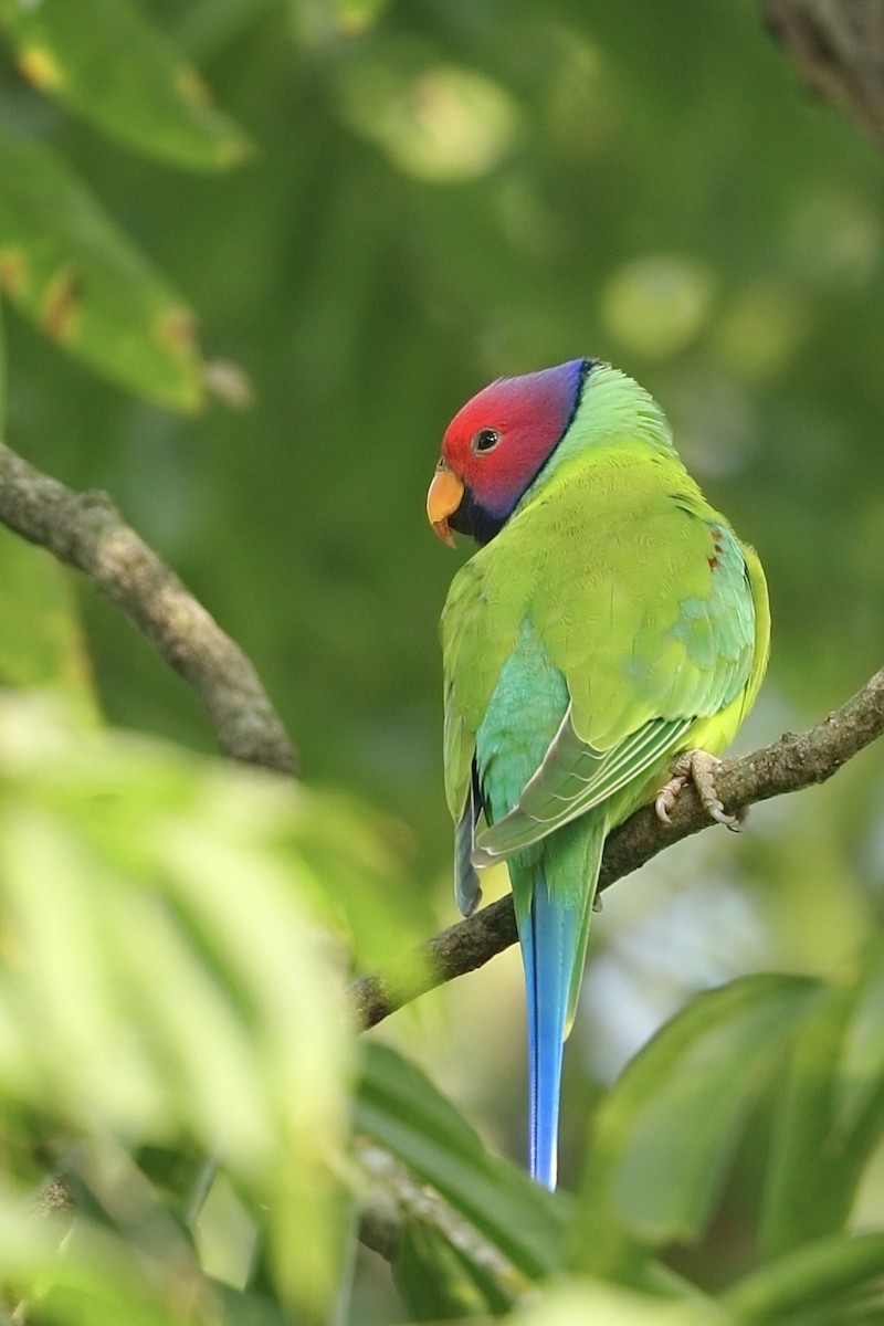 Plum-headed Parakeet - ML645154826