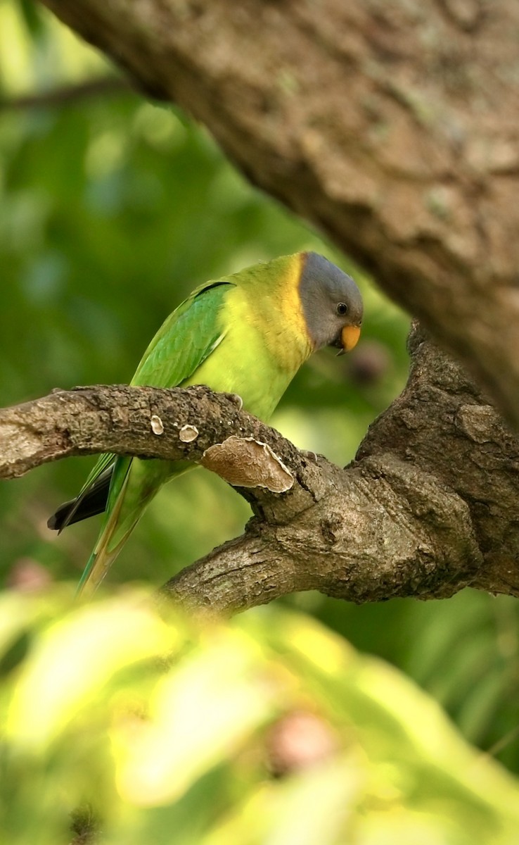 Plum-headed Parakeet - ML645154827