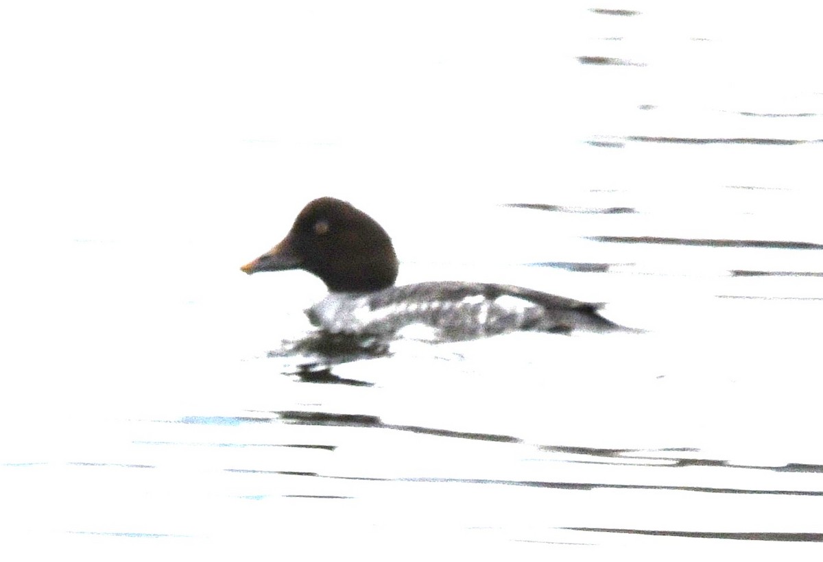 鵲鴨 - ML645154828