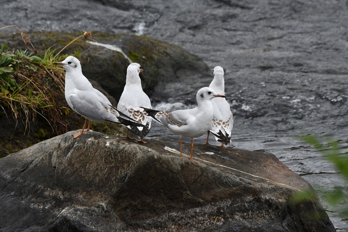 紅嘴鷗 - ML645154832