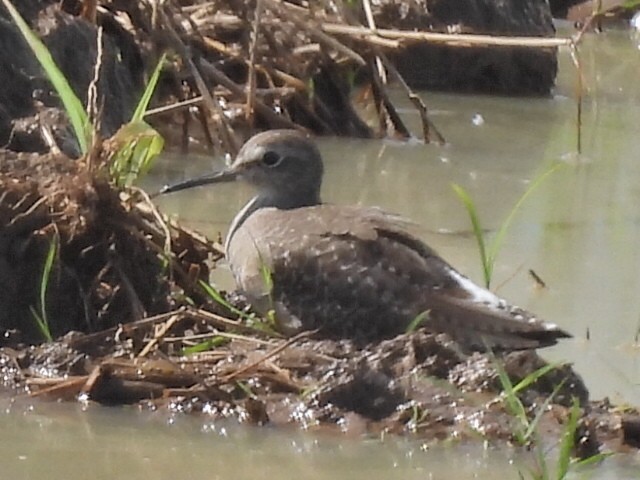 vodouš bahenní - ML645154850