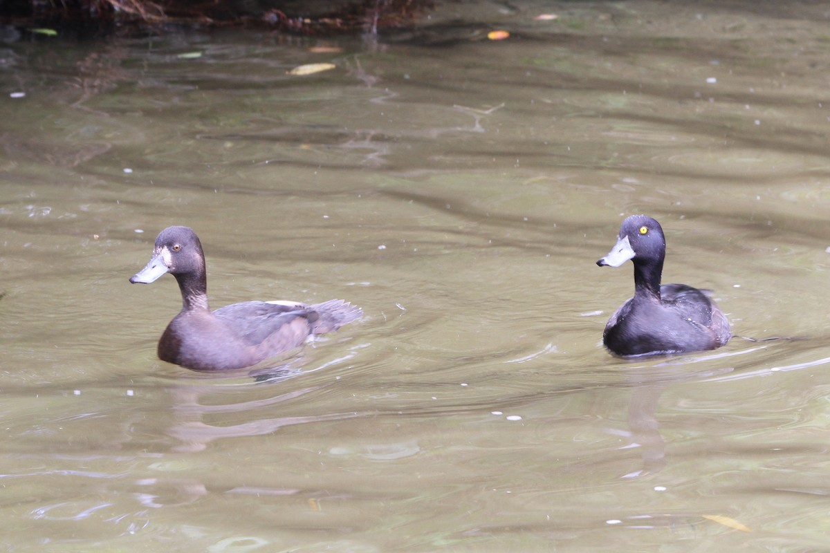 New Zealand Scaup - ML645154879