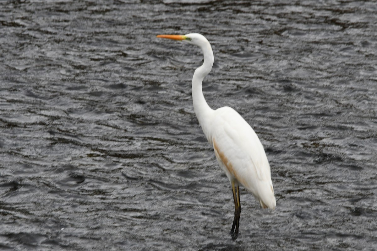 大白鷺 - ML645154881