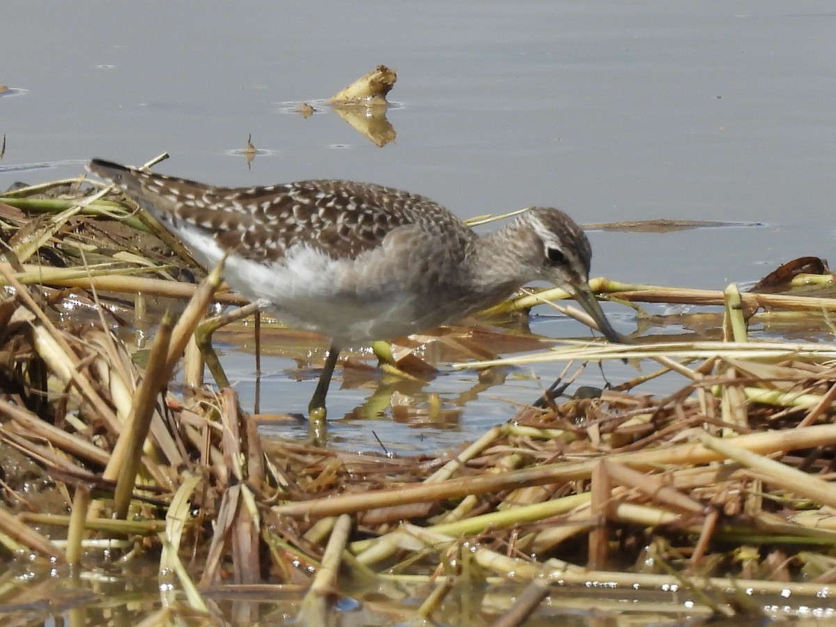 vodouš bahenní - ML645154911