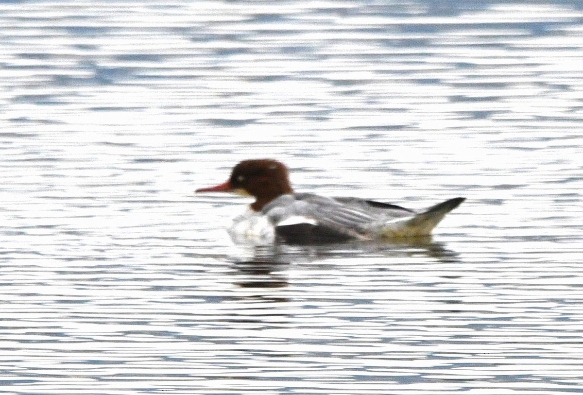 川秋沙 - ML645154927