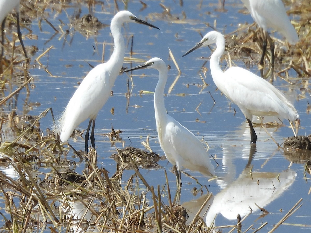 Little Egret - ML645154930