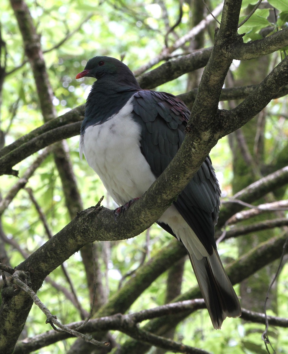 New Zealand Pigeon - ML645154944