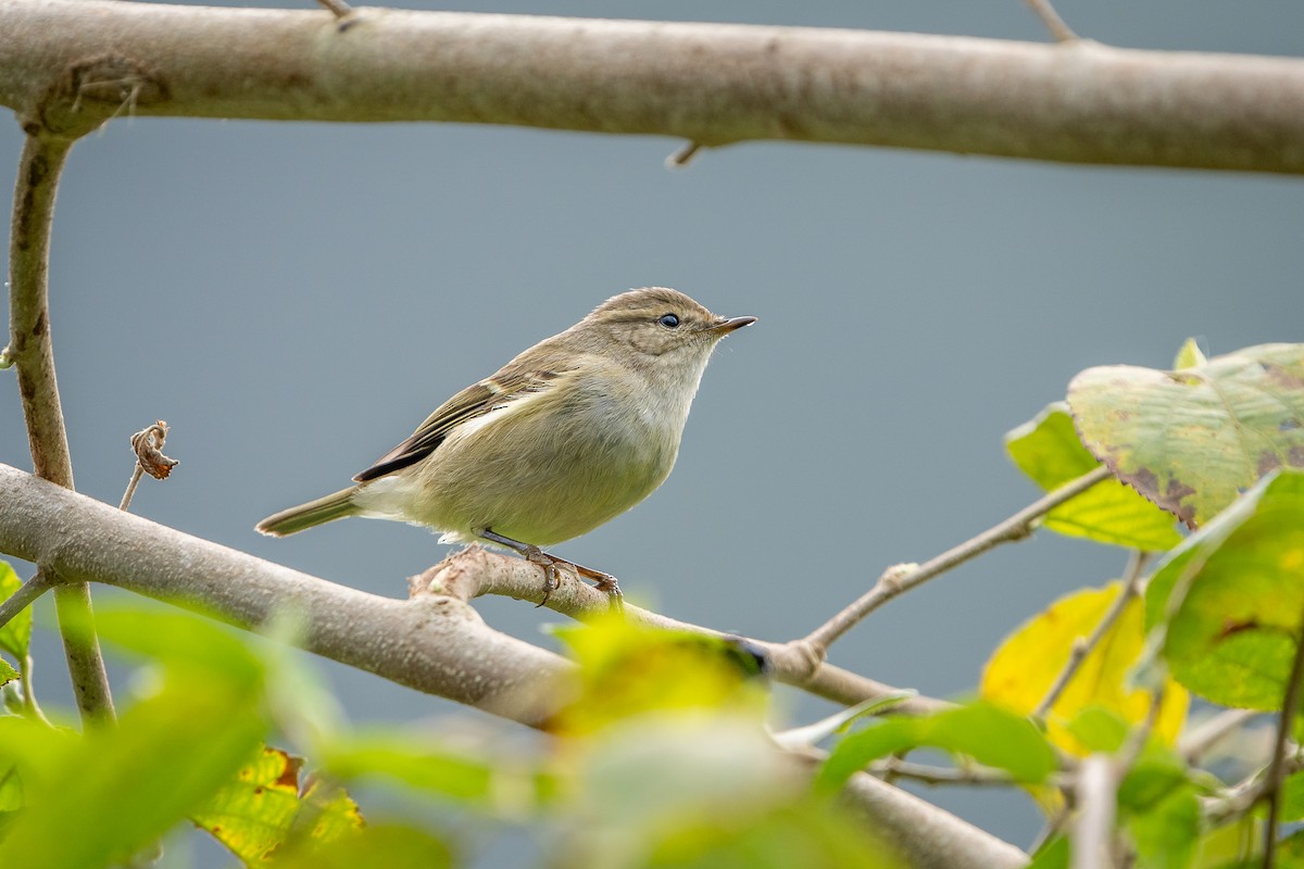 Hume's Warbler - ML645154957