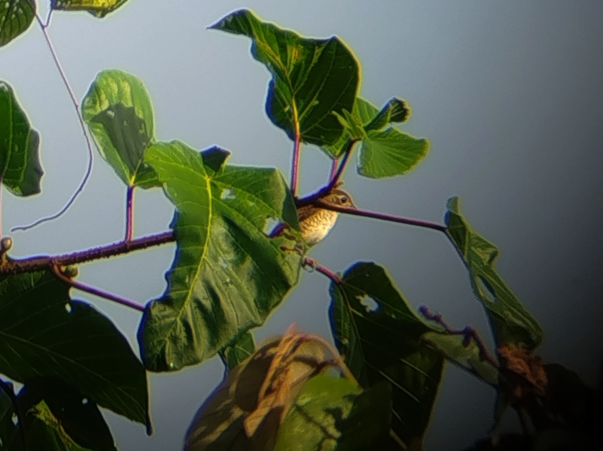 Tiger Shrike - ML645154959