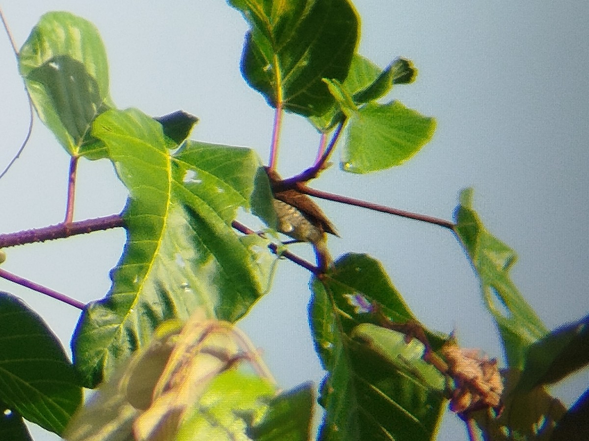 Tiger Shrike - ML645154960