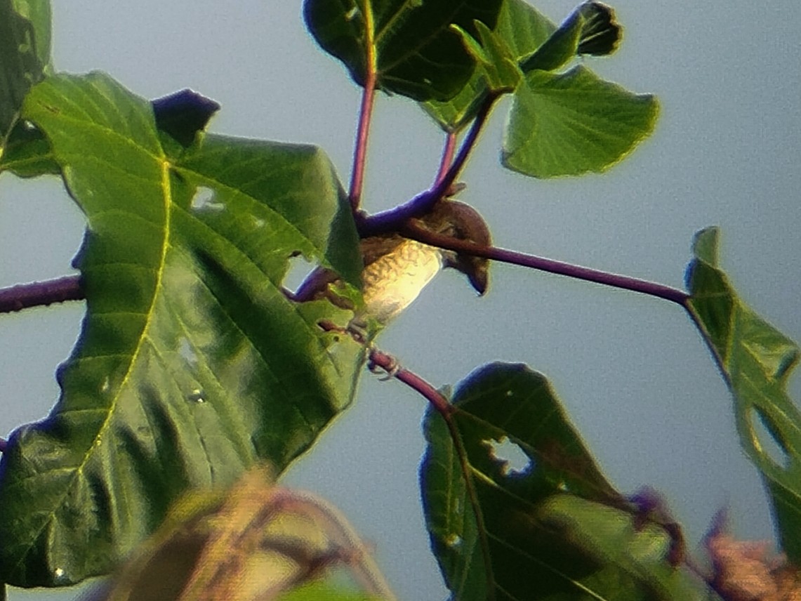 Tiger Shrike - ML645154967