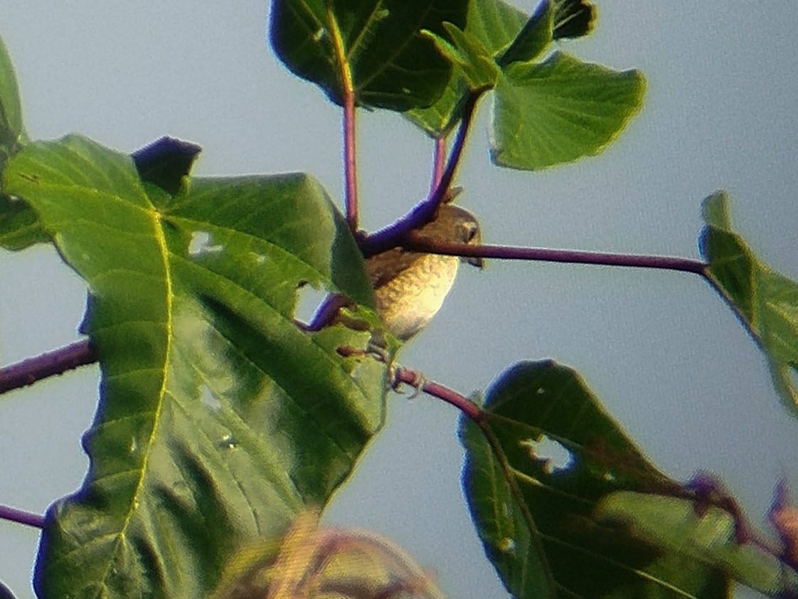 Tiger Shrike - ML645154968