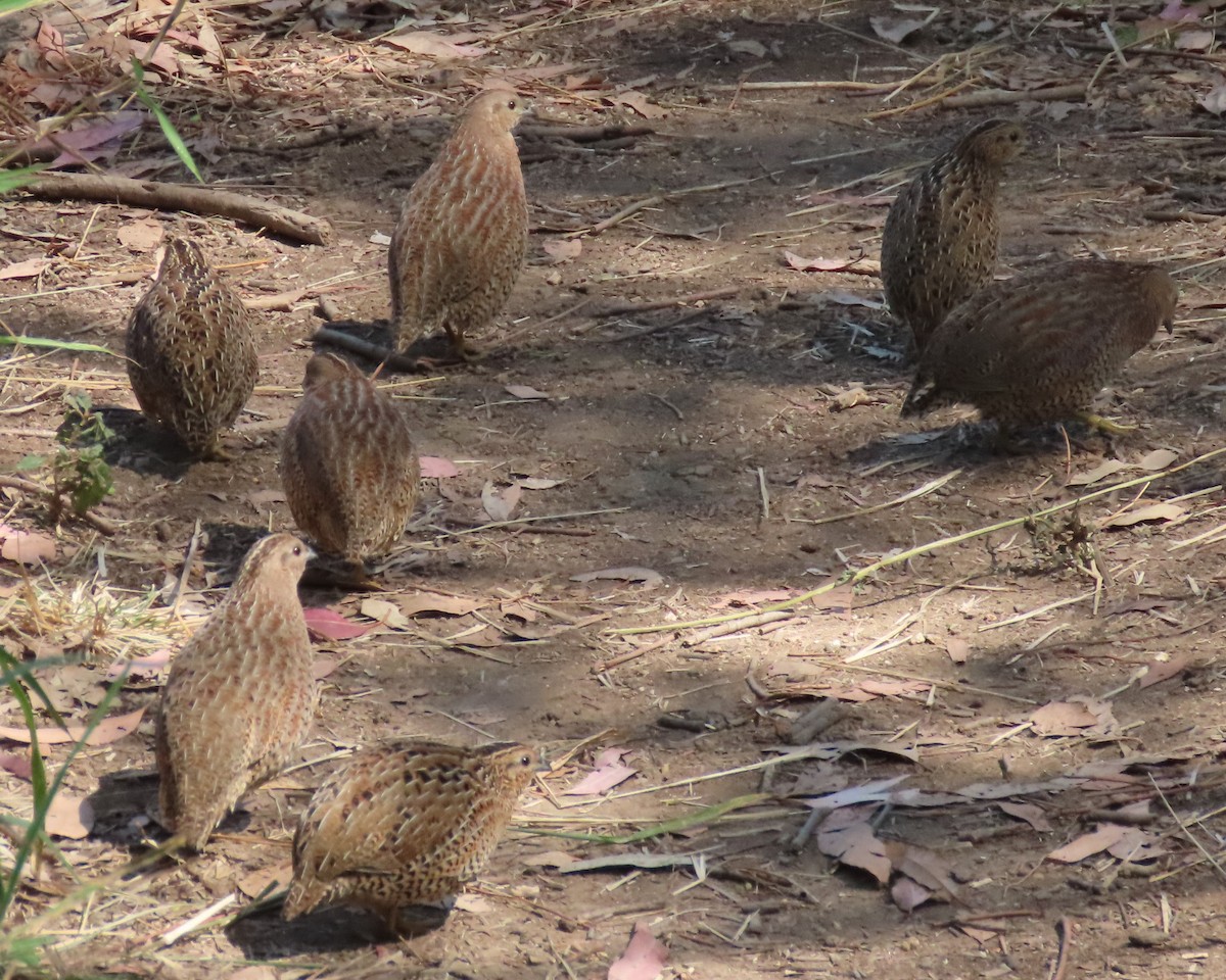 Brown Quail - ML645154972