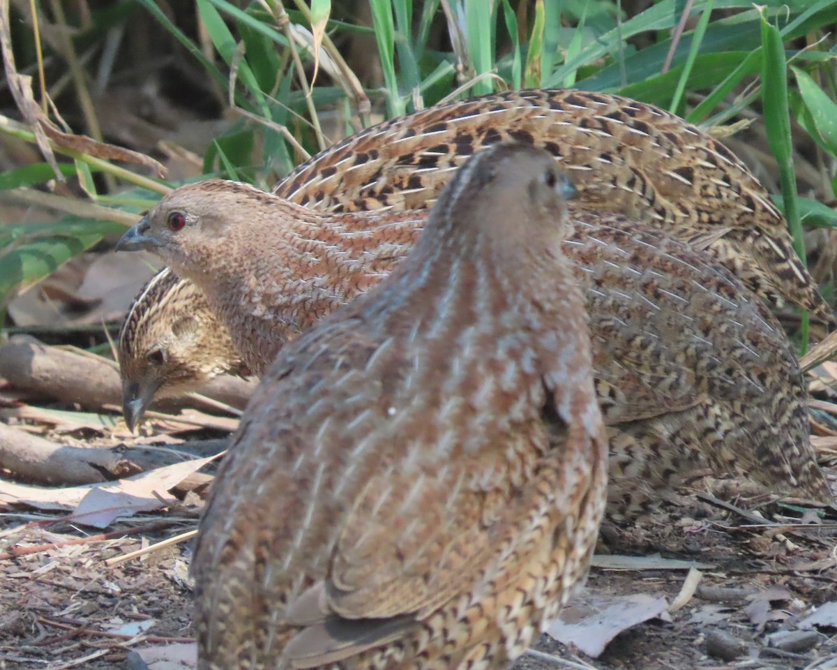 Brown Quail - ML645154973