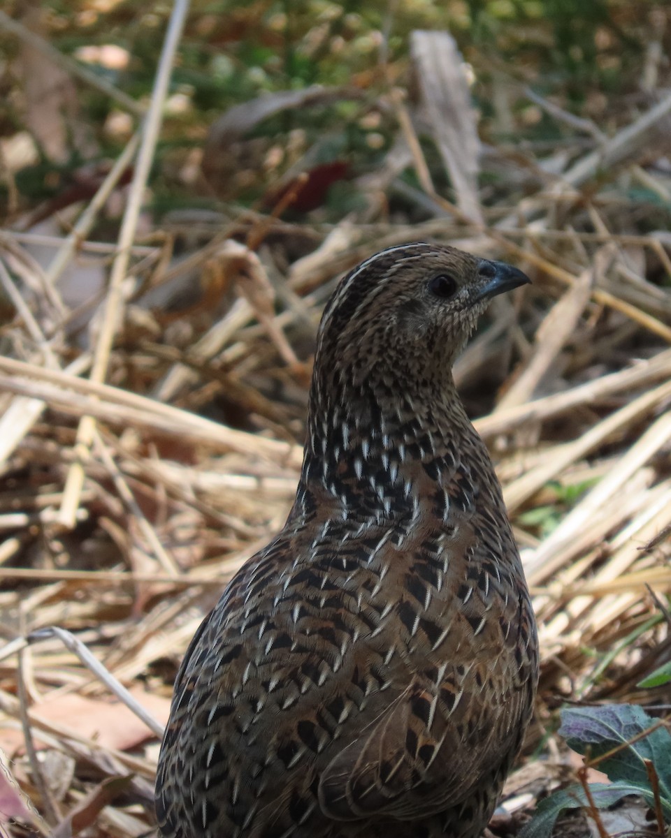 Brown Quail - ML645154974
