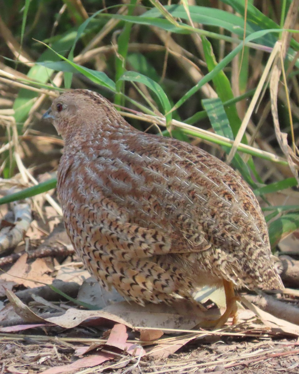 Brown Quail - ML645154975