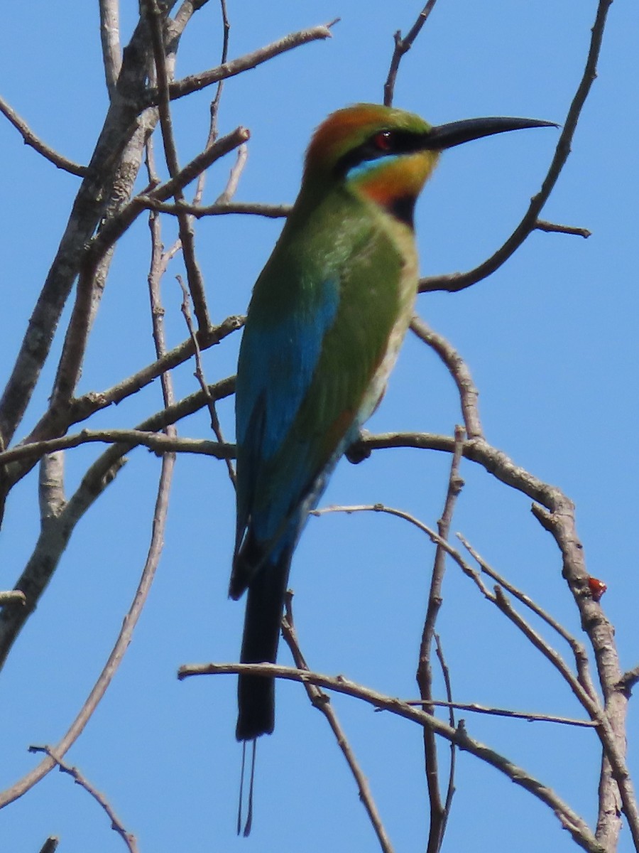 Rainbow Bee-eater - ML645154977