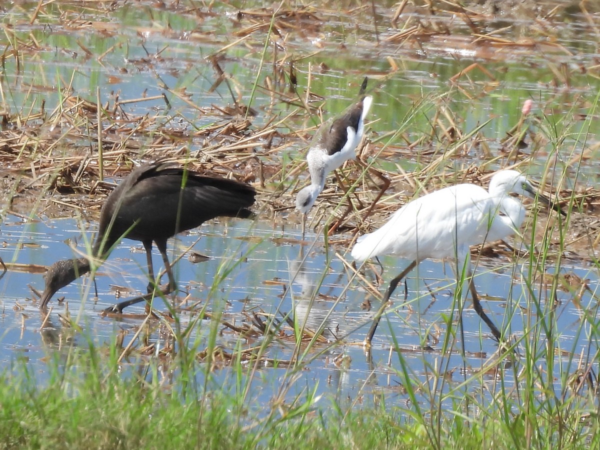 Little Egret - ML645154979