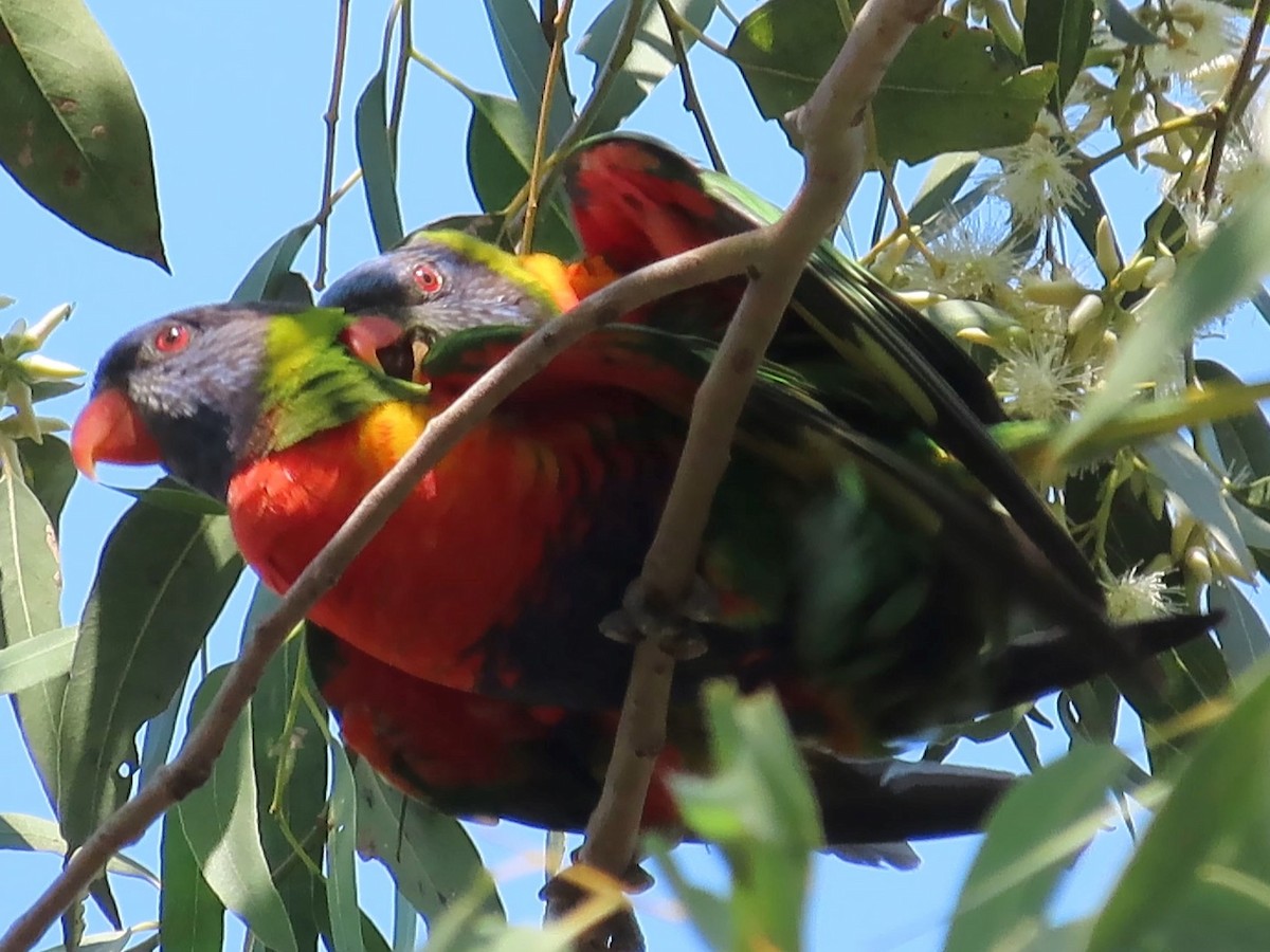 Rainbow Lorikeet - ML645154982