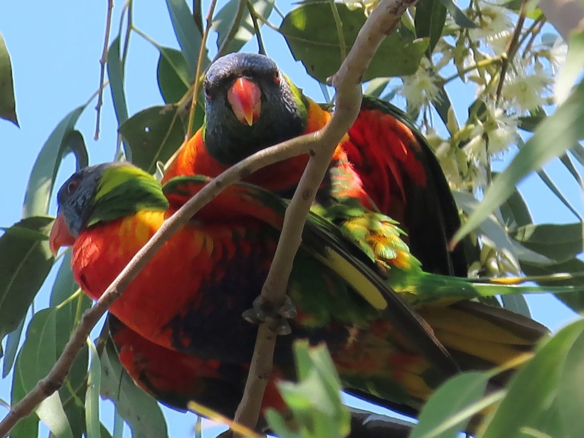 Rainbow Lorikeet - ML645154983