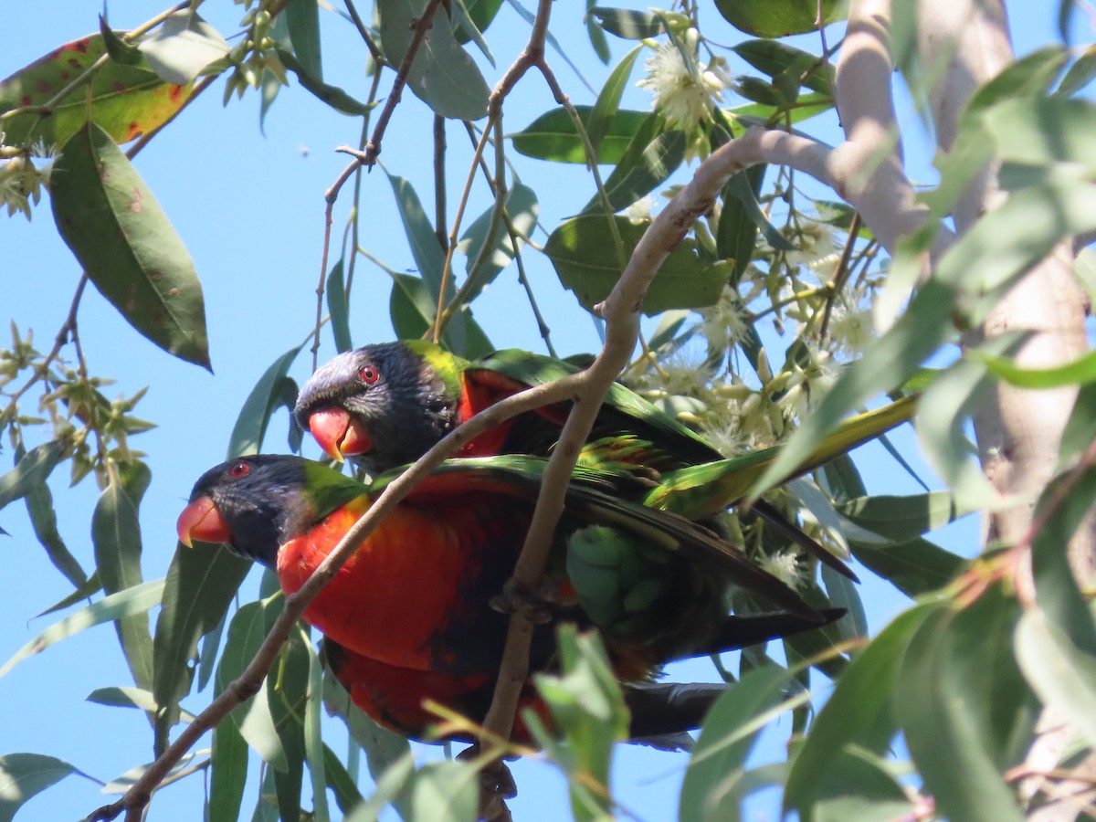 Rainbow Lorikeet - ML645154984