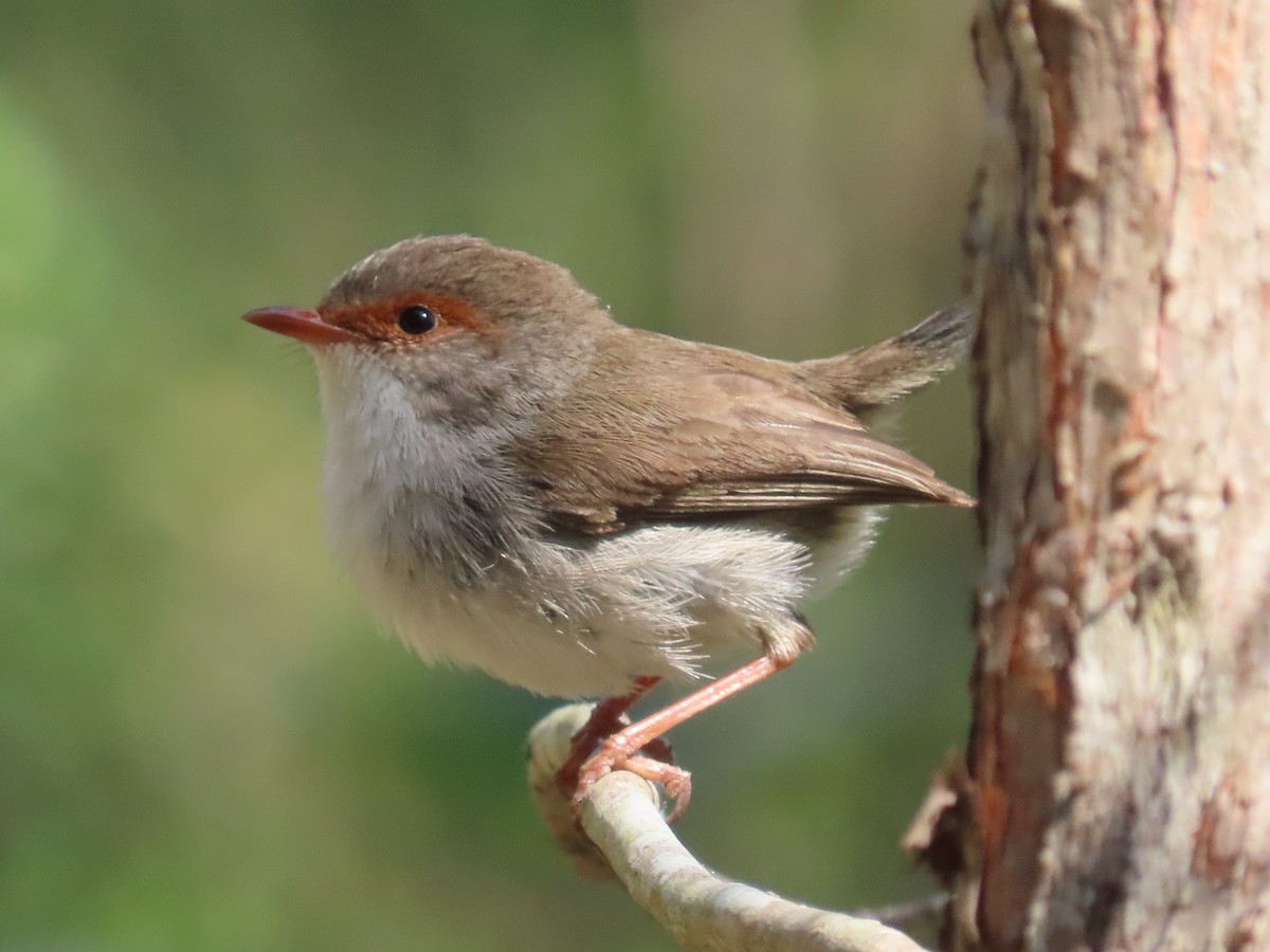Superb Fairywren - ML645154986