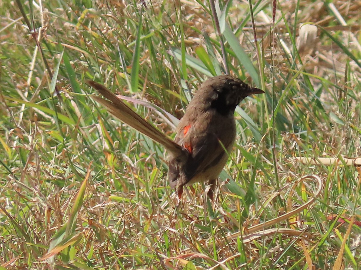 Red-backed Fairywren - ML645154992