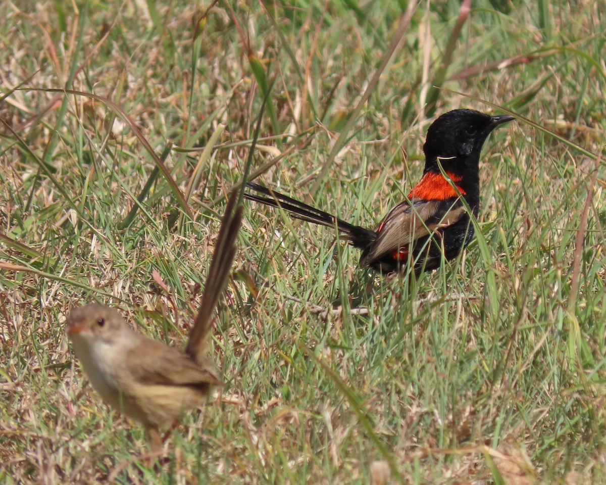 Red-backed Fairywren - ML645154993