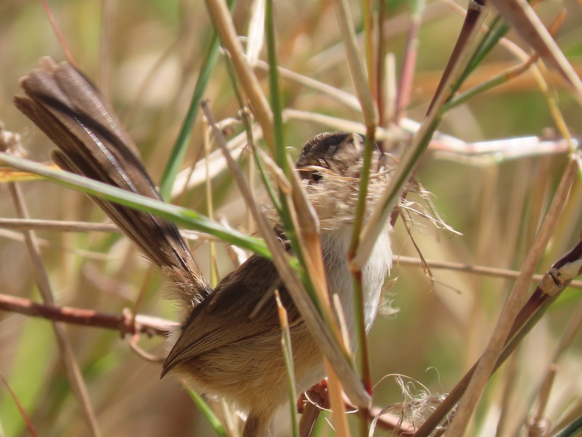Red-backed Fairywren - ML645154994