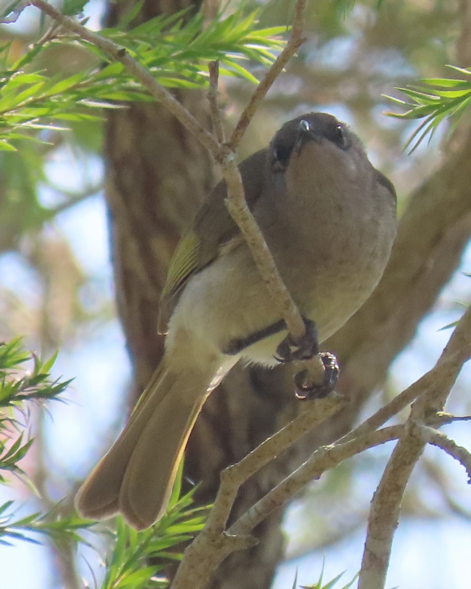 Brown Honeyeater - ML645154995