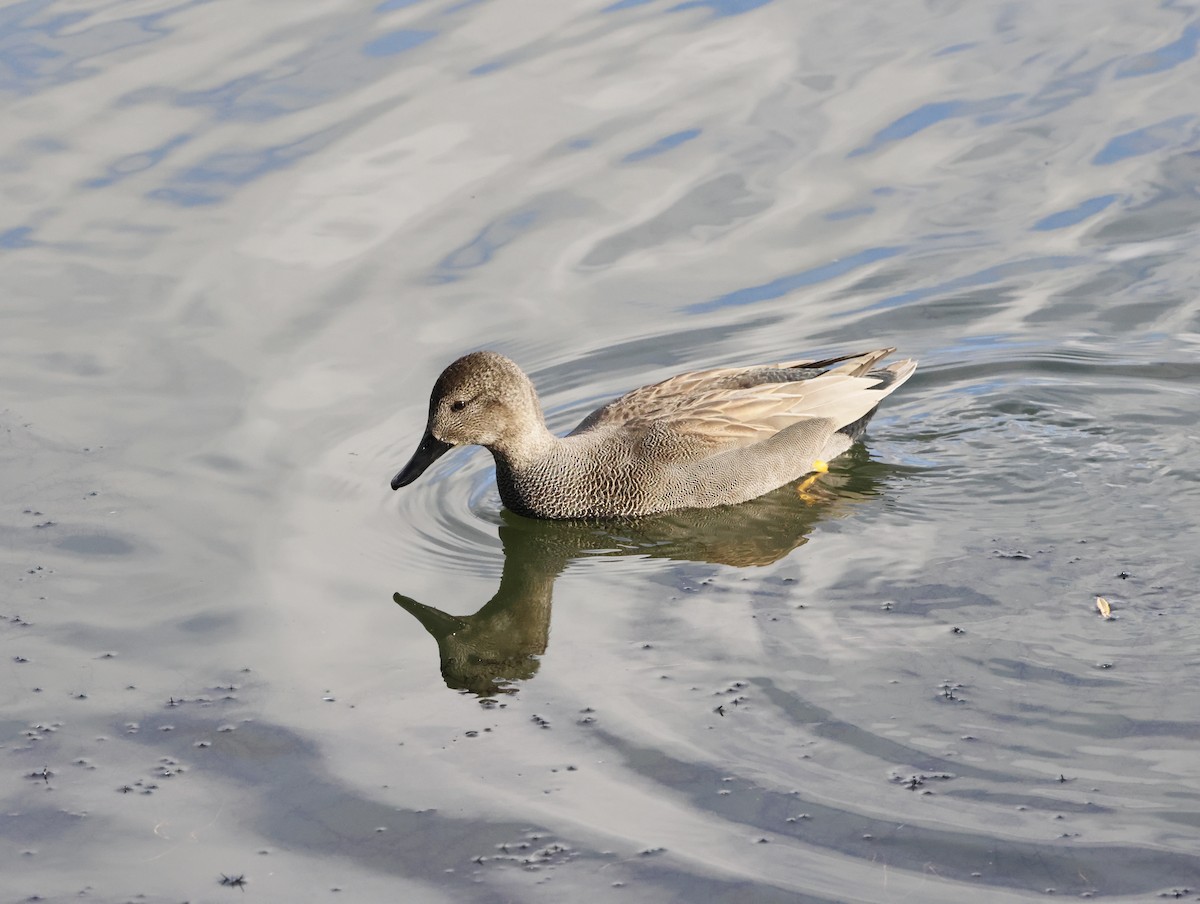 kopřivka obecná - ML645154997