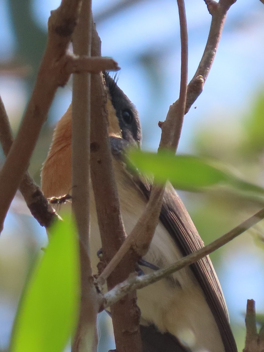 Leaden Flycatcher - ML645155005