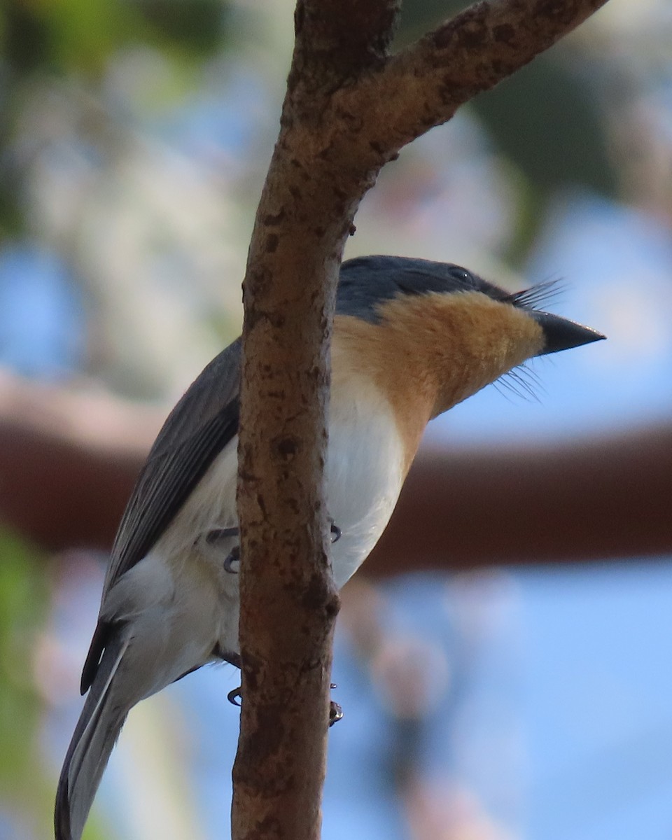 Leaden Flycatcher - ML645155006