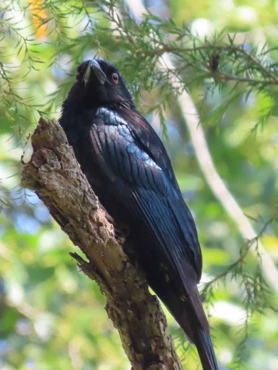 Spangled Drongo - ML645155012