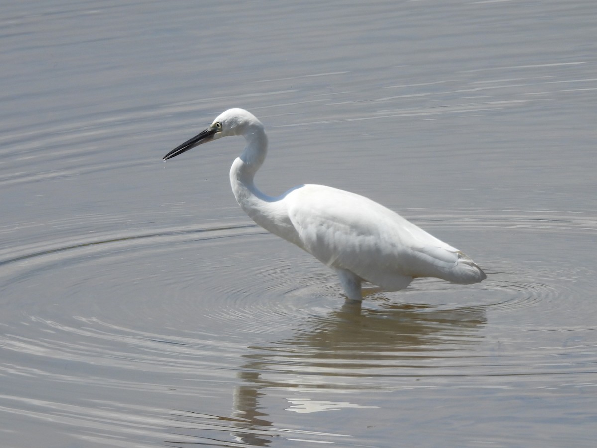 Little Egret - ML645155013
