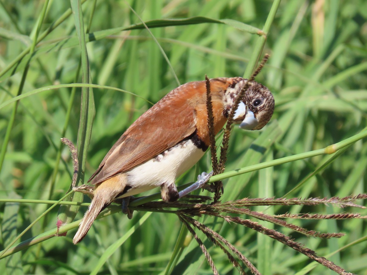 Chestnut-breasted Munia - ML645155016