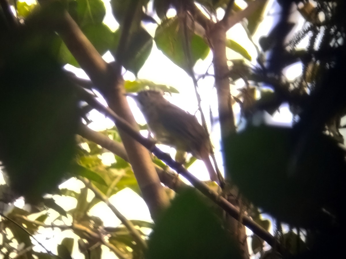 Grauwangenbülbül - ML645155028