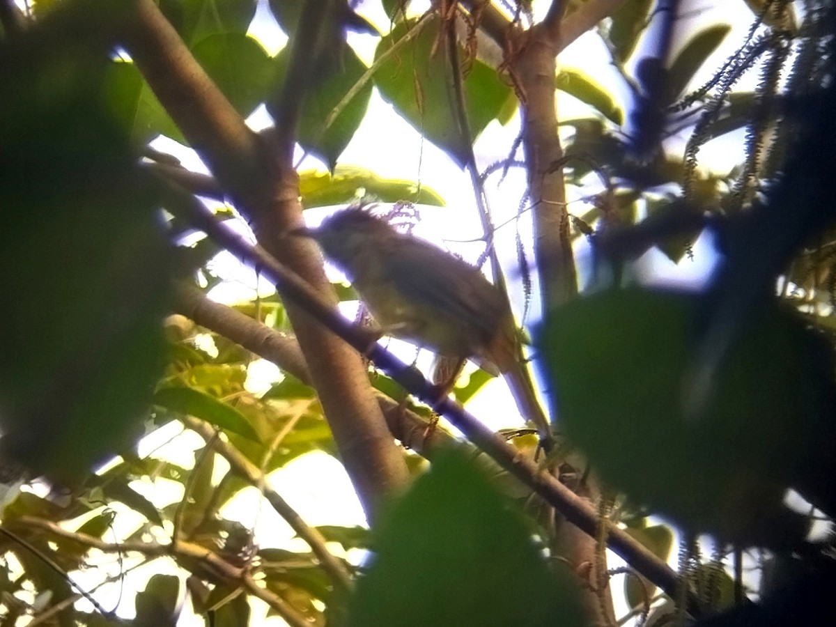 Grauwangenbülbül - ML645155029