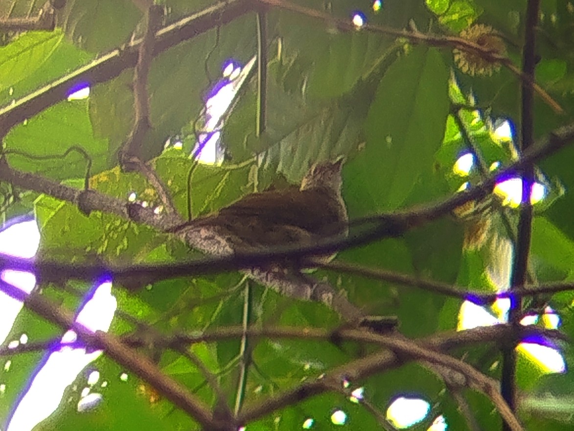 Spectacled Bulbul - ML645155038