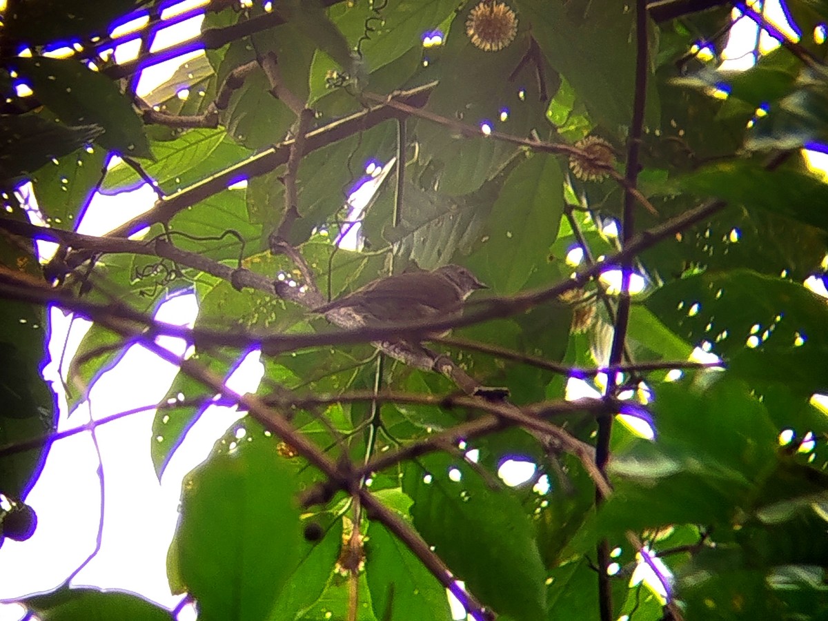 Spectacled Bulbul - ML645155039