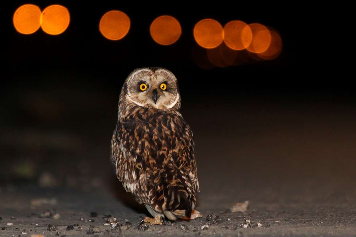 Zingira-hontza - ML645155056