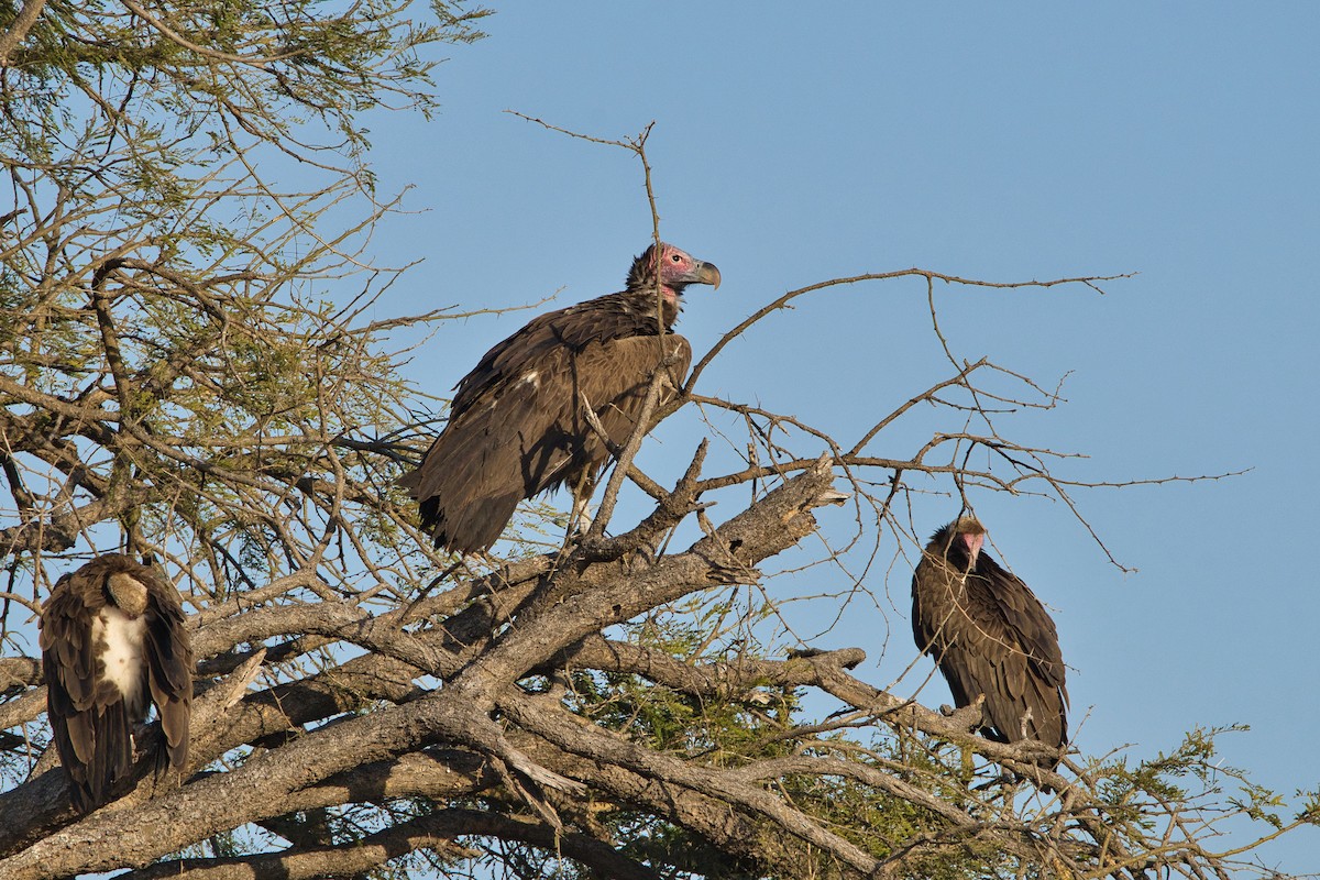 Lappet-faced Vulture - ML645155057